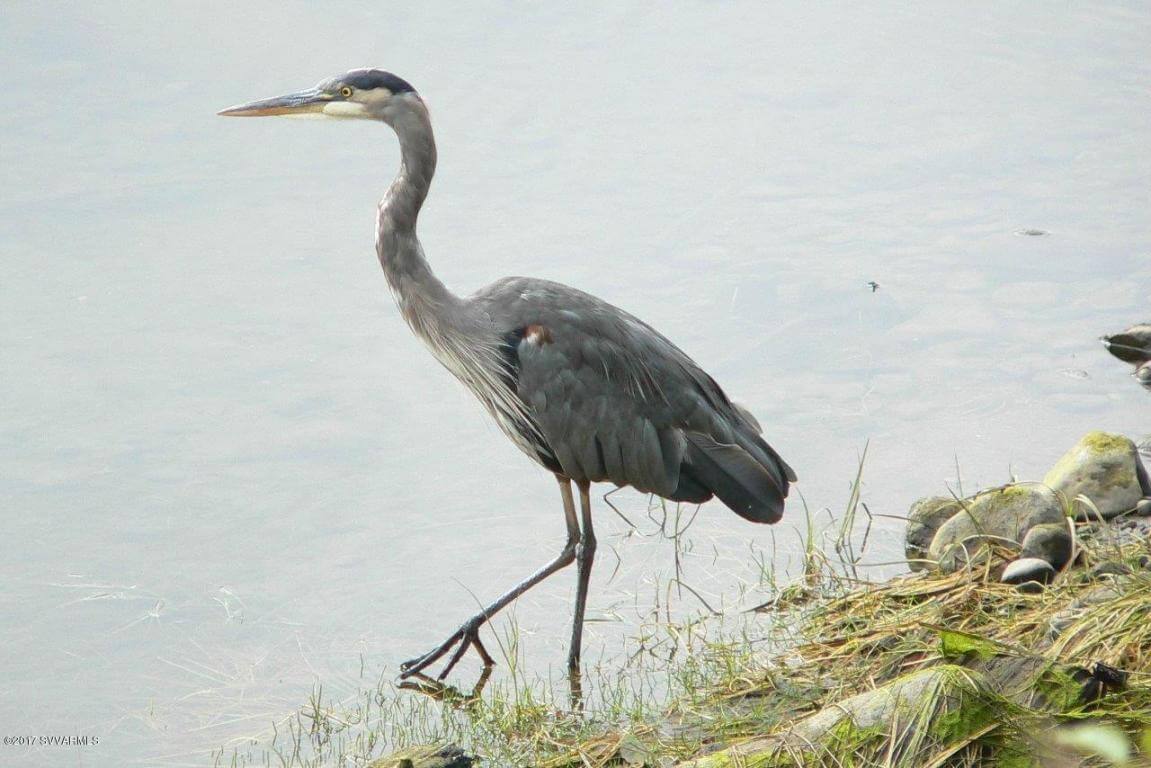 Willow Point on Oak Creek is Home to a Variety of Wildlife